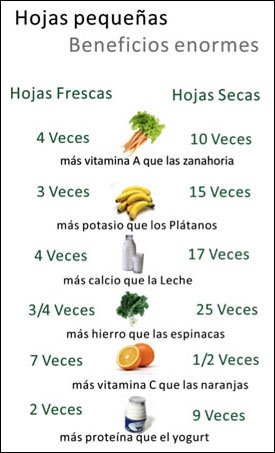 moringa,moringa oleifera,moringa beneficios,cha de moringa,moringa planta,moringa oleifera beneficios,beneficios da moringa,moringa para que serve,arvore da vida,folhas de moringa,moringa oleifera arvore,moringa planta medicinal,o que é moringa